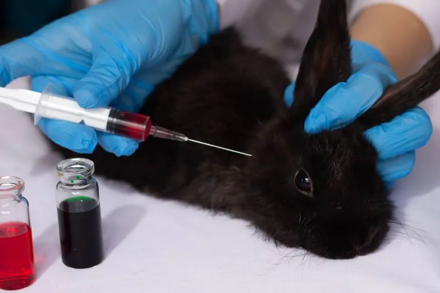 black bunny getting an injection in safety testing procedure